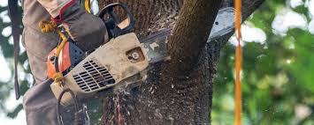 Best Tree Disease Treatment  in Boise, ID