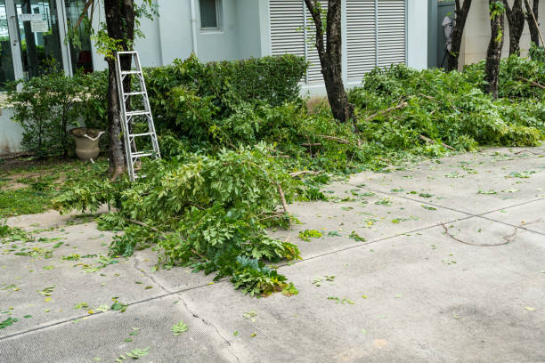 Best Emergency Tree Removal  in Boise, ID