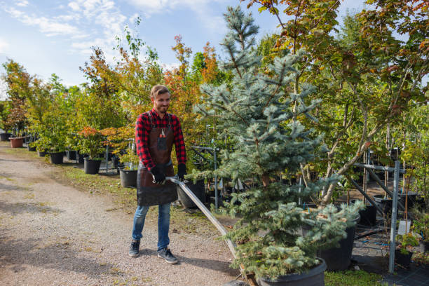 Best Storm Damage Tree Cleanup  in Boise, ID