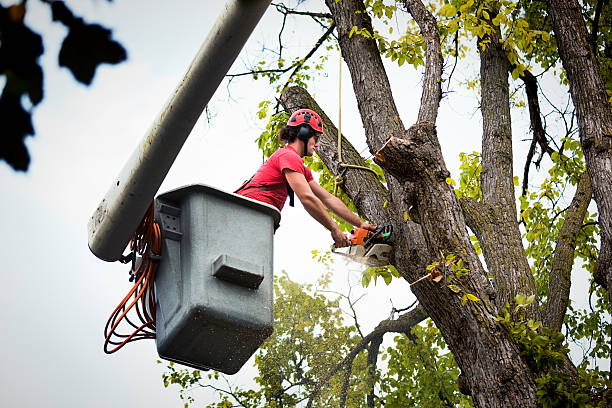 Best Tree and Shrub Care  in Boise, ID